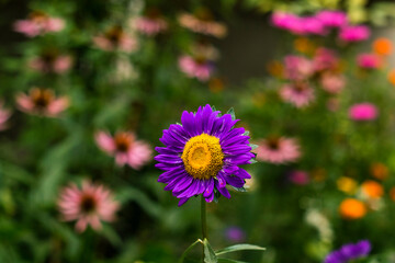 Fototapeta premium A stunning purple aster flower in full bloom adds color and charm to a vibrant garden scene with delicate bokeh effects.