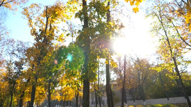 View on beautiful autumn park with fallen yellow leaves around. Scenic landscape with bright sunlight at background. Sunny day in urban park. Colorful fall season. Slow motion Dolly shot