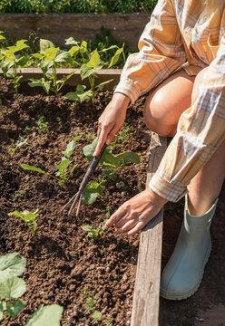 Woman kneeling, using small hand rake to weed raised garden bed with young bean and radish plants. Healthy lifestyle and sustainable agriculture