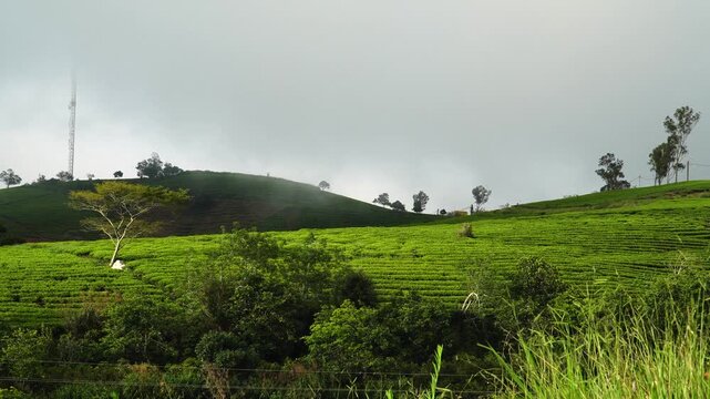 Lush green tea plantation fields on rolling hills with mist and clouds passing over mountains, scenic nature landscape.