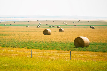 Round hay bales scattered across a vast agricultural field © easycolors