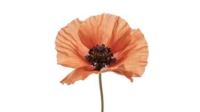 Single peach colored poppy flower with delicate petals and a dark central stamen on a white background, isolated on a, transparent background