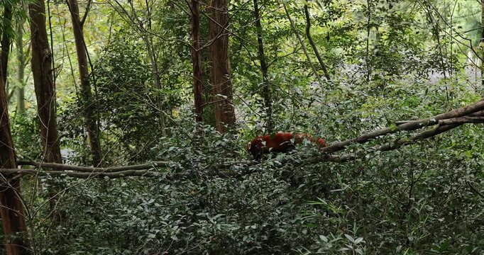 One red panda in the forest