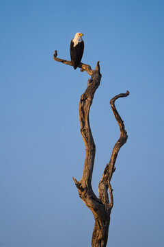 An African Fish-eagle perched on a weathered dead tree branch against a clear blue sky.