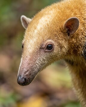 Close-up of a silky anteater's face. (Cyclopes didactylus)