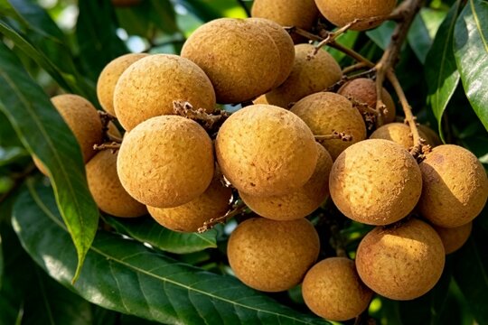 Longan fruit clusters hanging from tree against bright sky