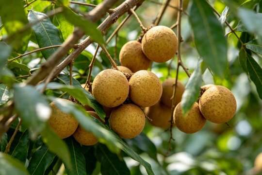 Longan fruits hanging on tree, view through green foliage