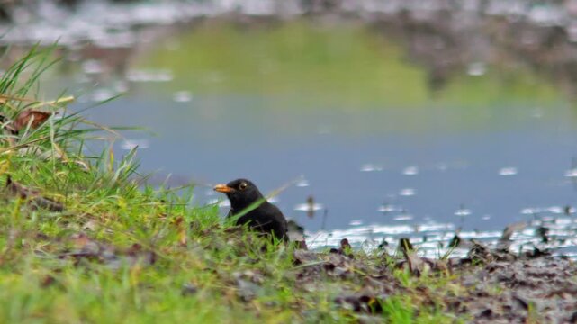 European Blackbird Male Foraging on a Sunny Winter Field Track in Germany, Searching for Food in Morning Light, 4K Wildlife