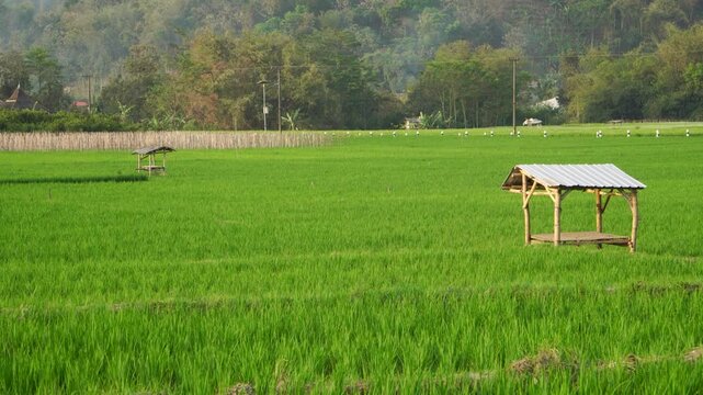 Telephoto shot of lush green rice paddy field (Oryza sativa) with small wooden huts in Southeast Asia during afternoon, highlighting agricultural resilience against extreme El Nino and long dry season