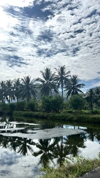 Tropical coconut palms rise above a quiet reflective pond, where dramatic clouds mirror across the water, creating a serene rural landscape with natural depth, texture, and island atmosphere.