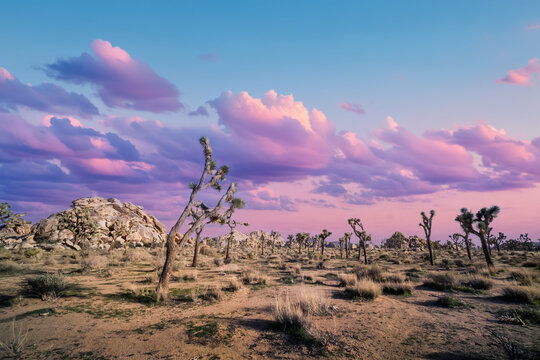 Joshua Tree National Park Landscape at Sunset, California 