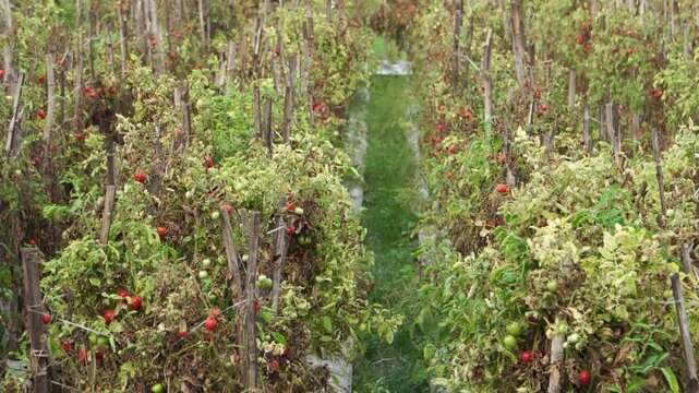 Tilt up of Solanum lycopersicum tomato plants with dried leaves and ripe fruits surviving extreme El Nino drought on a Southeast Asian mountain farm, showing climate change impact on agriculture.