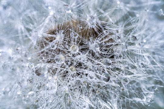 Tautropfen im funkelnden Bl&uuml;tenmeer