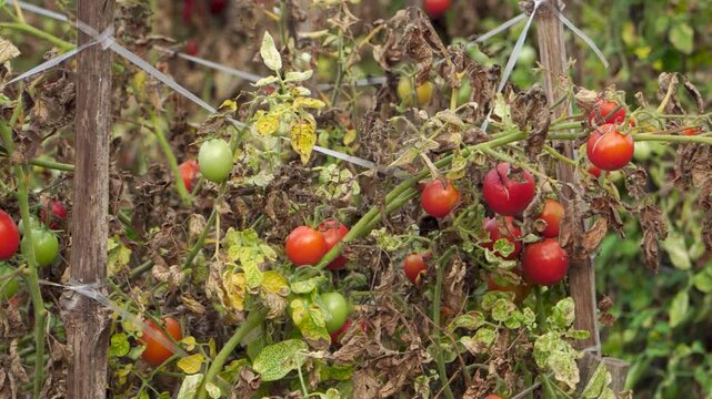 Panning close-up of red tomatoes (Solanum lycopersicum) on withered vines. Afternoon light reveals extreme El Nino drought impacting mountain agriculture and rural farming in Southeast Asia.