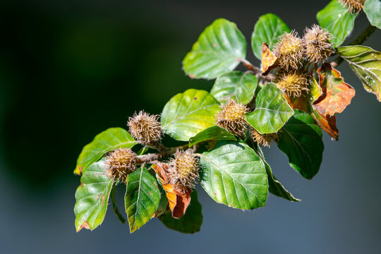 European Beech with Ripe Fruits in Natural Woodland