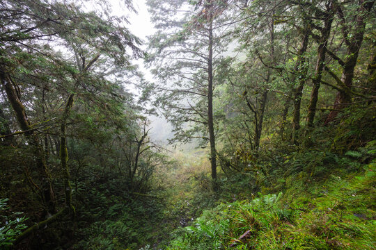 Foggy mountain woods in alishan mianyue line
