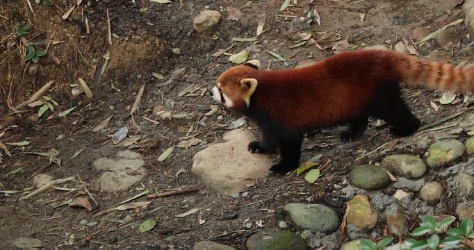One red panda in the forest