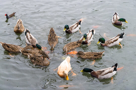 Ducks swimming and feeding in water