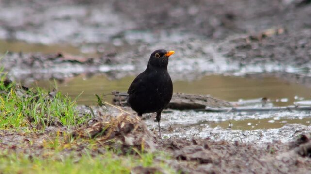 European Blackbird Male Foraging on a Sunny Winter Field Track in Germany, Searching for Food in Morning Light, 4K Wildlife