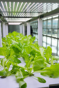 Close up of fresh hydroponic lettuce in vertical farm setup