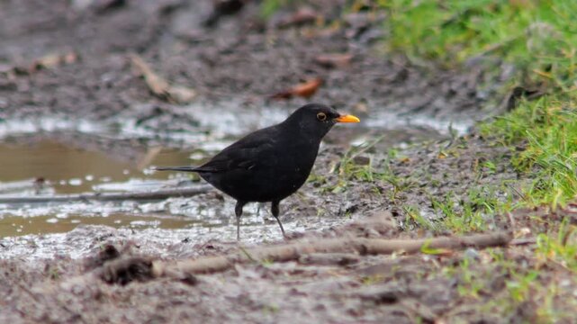 European Blackbird Male Foraging on a Sunny Winter Field Track in Germany, Searching for Food in Morning Light, 4K Wildlife