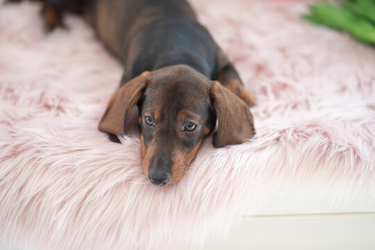 Dachshund dog resting on soft pink fur blanket in cozy indoor setting