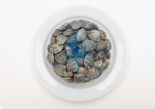 Fresh seafood platter with various shellfish arranged on a white plate