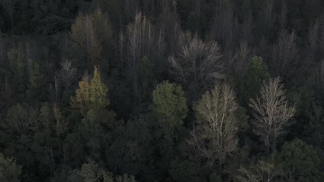 Aerial drone view of Phong Huong Forest beside Rao Quan Lake in Huong Phung, Quang Tri, Vietnam, with colorful foliage turning yellow under warm sunlight.