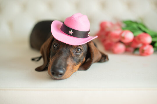 Dachshund wearing pink cowboy hat with flowers in background