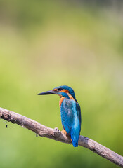 Obraz premium kingfisher on the branch