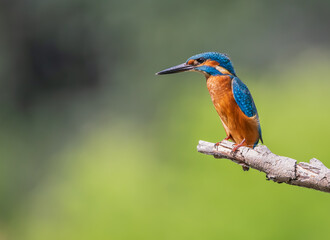 Obraz premium kingfisher on the branch