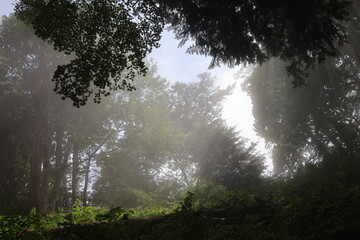 The forest after the rain © Mt. Cape