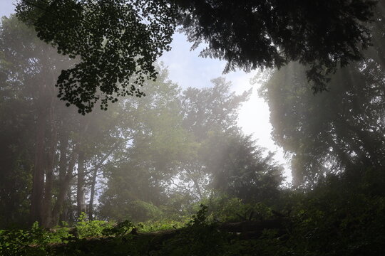 The forest after the rain