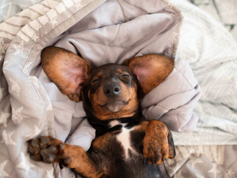 Dachshund puppy sleeping on gray blanket with relaxed posture and closed eyes
