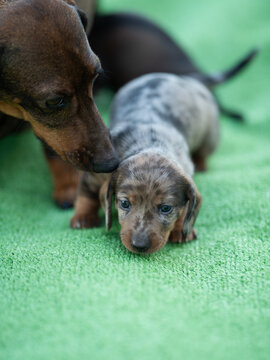 Dachshund mother and puppy interacting on green textured surface