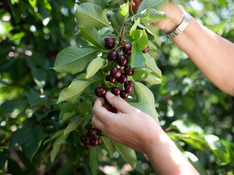 Hands harvesting ripe cherries from a tree branch in a sunny orchard