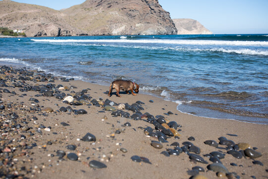 Dog walking along sandy beach with pebbles and ocean waves in background