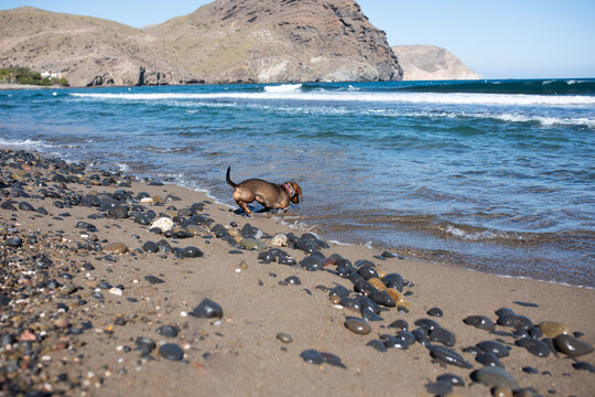 Dog playing near water on rocky beach with mountains in background