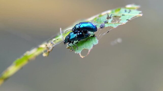 macro footage of a pair of shiny metallic blue flea beetles (genus Altica) mating on a damaged green leaf, showing subtle movement with a shallow depth of field 