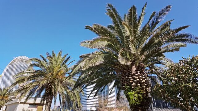 Tall palm trees framing a modern city skyline with glass skyscrapers against a blue sky.