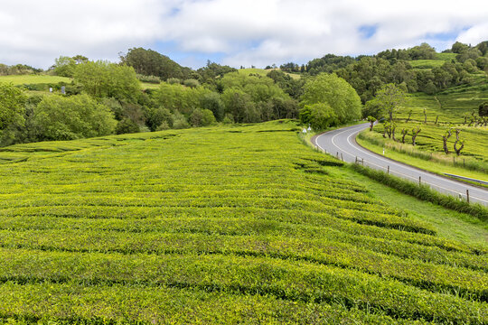 Azores Gorreana tea plantation landscape nature on Sao Miguel island in Portugal