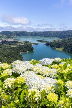 Azores view of Sete Cidades with Hydrangeas flowers landscape nature on Sao Miguel island volcanic lake in Portugal