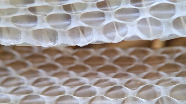 A close-up shot of a shed snake skin revealing its intricate scales and textured pattern.