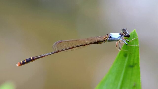 macro shot of a damselfly perched on a green leaf 