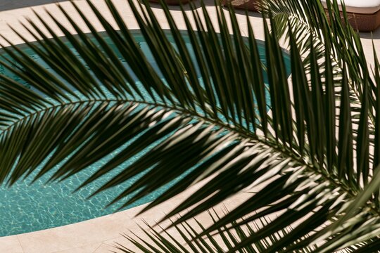 View through a blurred palm frond, showcasing a turquoise pool and travertine deck in a Tropical Modernism villa under warm morning light