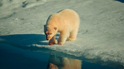 A close-up shot of a wet polar bear cub walking on the edge of a melting ice floe with its clear reflection in the water © HABI ANGGARA PUTRA