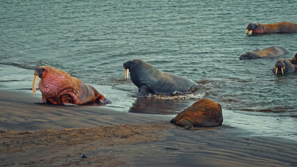 A group of walruses on a sandy beach near the ocean, with one sitting upright and others lying down or swimming © HABI ANGGARA PUTRA