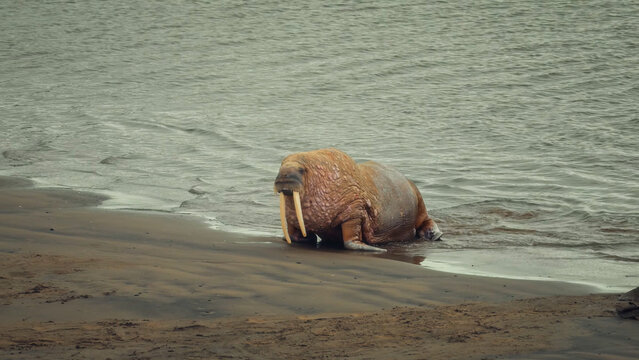 A single walrus with large tusks and wet skin is hauled out on a sandy beach at the edge of ocean waves