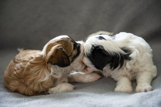 Zwei verspielte Tibet Terrier Welpen 