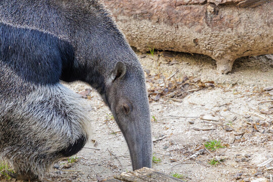 Giant anteater foraging for insects on sandy ground